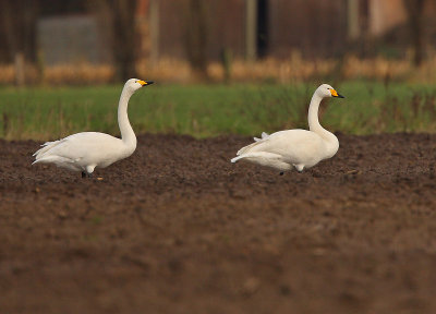 Whooper swan, Cygnus cygnus, Brecht 5/12/08