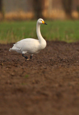 Whooper swan, Cygnus cygnus, Brecht 5/12/08