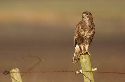 Buzzard - Buteo buteo