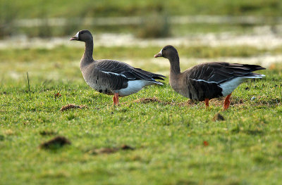 White-fronted goose - Anser albifrons