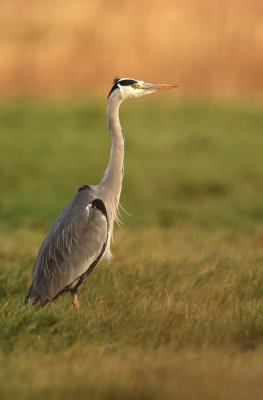 Grey heron - Ardea cinerea