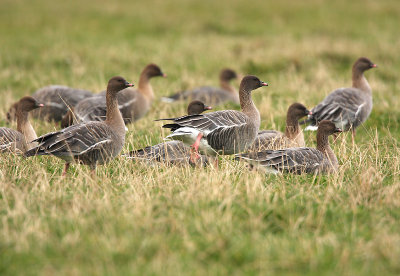 Pink-footed goose - Anser brachyrhynchus