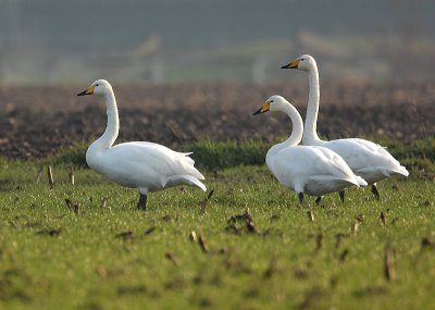 Whooper swan, Cygnus cygnus, Brecht 10/12/08