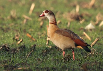 Egyptian goose - Alopochen aegyptiacus