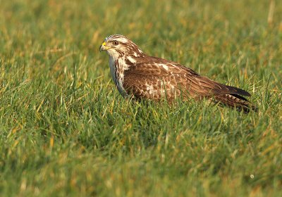 Buzzard - Buteo buteo