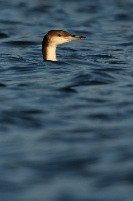 Black-throated diver - Gavia arctica, Meer 27/12/2008
