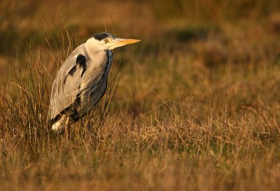 Grey heron - Ardea cinerea