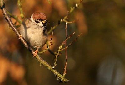 Tree sparrow - Parus montanus