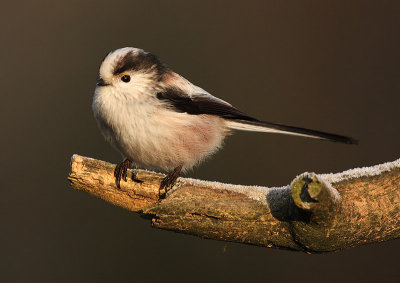 Long-tailed tit - Aegithalos caudatus