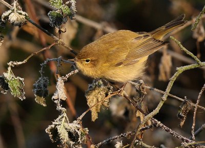 Chiffchaff - Phylloscopus collybita