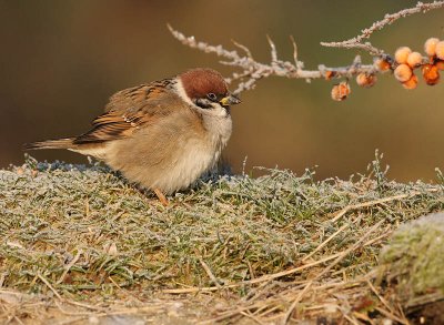 Tree sparrow - Parus montanus