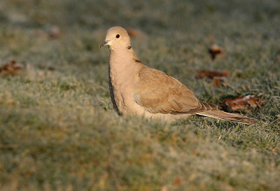 Collared dove - Streptopelia decaocto