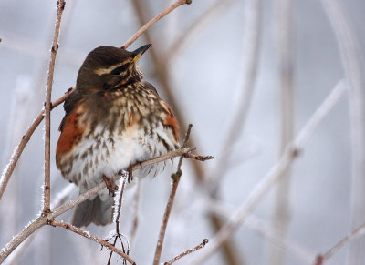 Redwing - Turdus iliacus