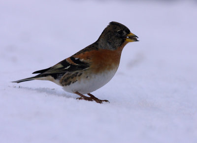 Brambling - Fringilla montifringilla