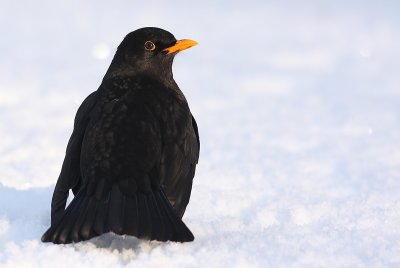 Blackbird - Turdus merula