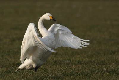 Bewick's swan - Cygnus bewickii, Meer, february 2009
