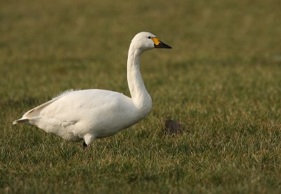 Bewick's swan - Cygnus bewickii, Meer, february 2009