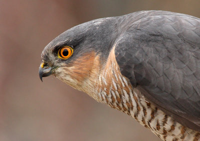 Sparrowhawk - Accipiter nisus