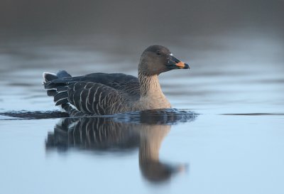 Bean goose - Anser fabalis