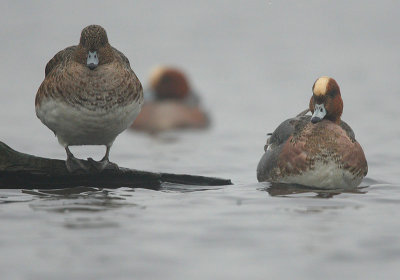 Wigeon - Anas penelope