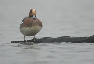 Wigeon - Anas penelope