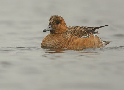 Wigeon - Anas penelope