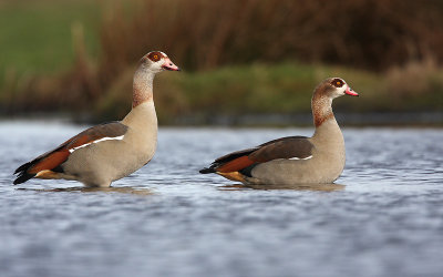 Egyptian goose - Alopochen aegyptiacus