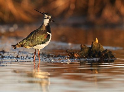 Lapwing - Vanellus vanellus