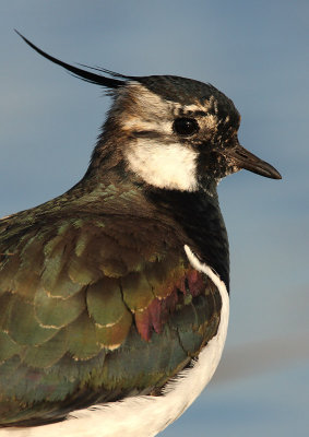 Lapwing - Vanellus vanellus