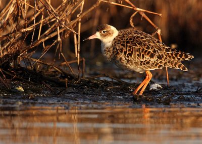 Ruff - Philomachus pugnax