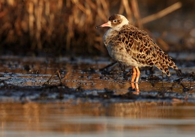 Ruff - Philomachus pugnax