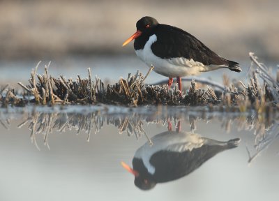 Oystercatcher - Haematopus ostralegus