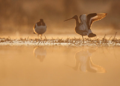 Black-tailed godwit - Limosa limosa