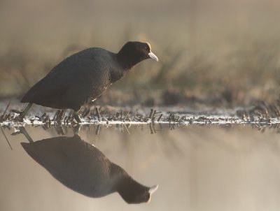 Coot - Fulica atra