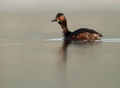 Black-necked grebe - Podiceps nigricollis