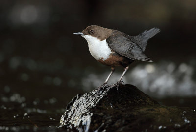 Dipper - Cinclus cinclus