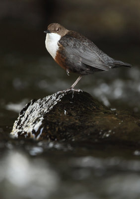 Dipper - Cinclus cinclus