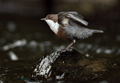 Dipper - Cinclus cinclus