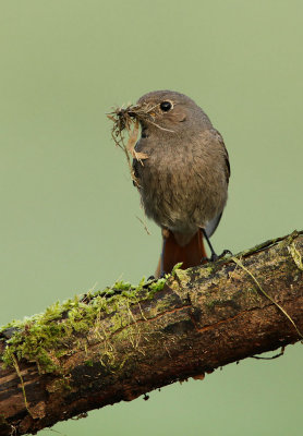 Black redstart - Phoenicurus ochruros