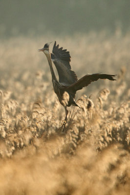 Purple heron - Ardea purpurea