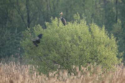 Purple heron - Ardea purpurea