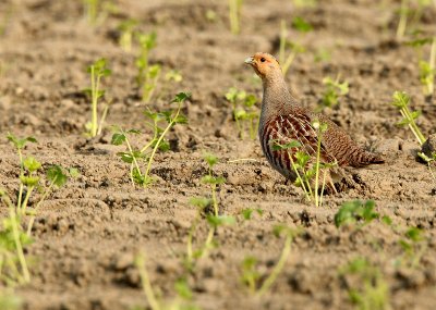 Grey partridge - Perdix perdix