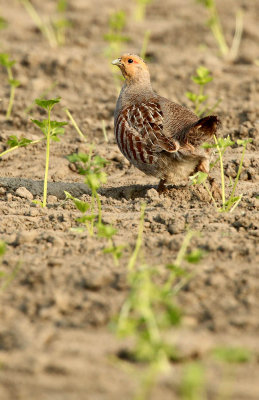 Grey partridge - Perdix perdix