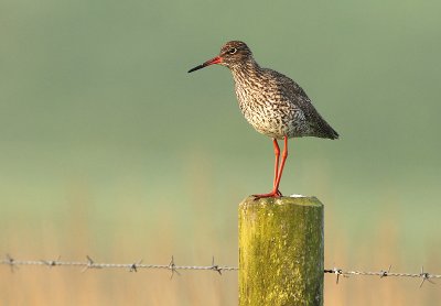 Redshank - Tringa totanus