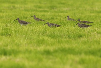 Whimbrel - Numenius phaeopus