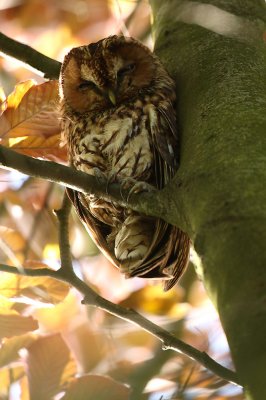 Tawny owl - Strix aluco