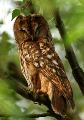 Tawny owl - Strix aluco