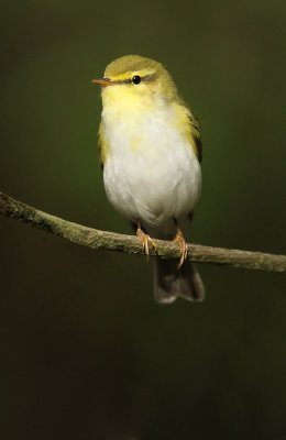 Wood warbler - Phylloscopus sibilatrix