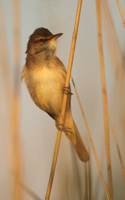 Great reed warbler - Acrocephalus arundinaceus, Doel - 22/05/2009