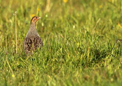 Grey partridge - Perdix perdix